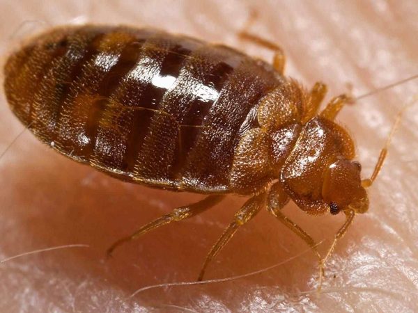 bed bug pest control services