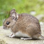 Rodent Pest Control Adelaide
